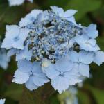 Blaue Hortensien frostfest 3-teilig 