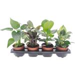 Grüne Zimmerpflanzen & Grünpflanzen pflegeleicht 4-teilig 
