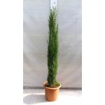 PflanzenFuchs® - Säulenzypresse - Cupressus sempervirens Totem - Gesamthöhe 160 cm - Ø 30 cm Topf [4038]