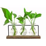 Pflanzenterrarium mit Holzständer Innjoii - Vermehrungsstation mit 3 Hyazinthenvasen, Wand hängenden Glaspflanzenhalter Erzwingen Glühbirne Wasser Pflanzenhalter Indoor Geschenke für Plant Lovers