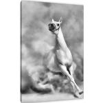 Weiße Pixxprint Pferde Bilder mit Ländermotiv 40x60 
