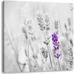Lavendelfarbene Pixxprint Leinwandbilder mit Lavendel-Motiv 40x40 