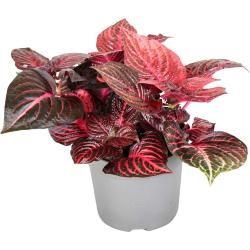 Plant in a Box Blutblatt - Iresine Herbstii Rot Höhe 20-30cm - multicoloured 4507131