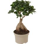 Braune Ficus Bonsai 