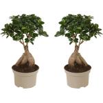 Braune Ficus Bonsai 2-teilig 