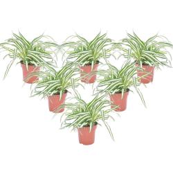Plant in a Box - Chlorophytum comosum 'Atlantic' - Graslilie - 6er Set - Grüne Zimmerpflanze - Topf 12cm - Höhe 25-40cm