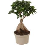 Reduzierte Grüne Ficus Bonsai 
