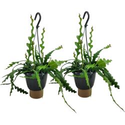 Plant in a Box Fischgrätenkaktus - Epiphyllum Anguliger 2er Set Höhe 30-40cm - grün 8971502