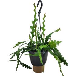 Plant in a Box Fischgrätenkaktus - Epiphyllum Anguliger Höhe 30-40cm - grün 8971501