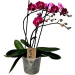 Lila Phalaenopsis 