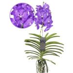 Reduzierte Violette Orchideen 