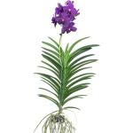 Violette Orchideen 