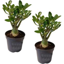 Plant in a Box Wüstenrose - Adenium Obesum 2er Set Höhe 25-40cm - green 2510002