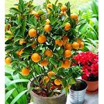 Orange Orangenbäume 