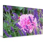 Premium Textil-Leinwand 120 cm x 80 cm quer Rose im Lavendel [4059477543387] Lavendelduft