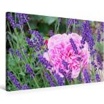 Premium Textil-Leinwand 75 cm x 50 cm quer Rose im Lavendel [4059477543400] Lavendelduft