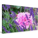 Premium Textil-Leinwand 90 cm x 60 cm quer Rose im Lavendel [4059477543394] Lavendelduft