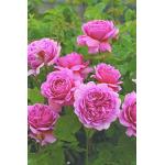 Rosa Englische Rosen 
