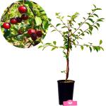 kaufen 10,99 Kirschbäume online € günstig ab