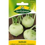 Quedlinburger Kohlrabi, Delikateß weißer, Brassica oleracea var. gongylodes
