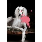Pinke Acrylglasbilder mit Tiermotiv aus Acrylglas 60x90 