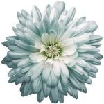 Günstig Wandtattoos 2024 | online | kaufen Blumen Trends