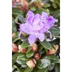 Violette Zwergrhododendren 