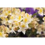 Cremefarbener Rhododendron luteum 