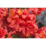 Roter Rhododendron luteum 