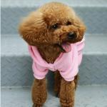 Pinke Hundekostüme 