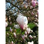 Weiße Tulpenmagnolien 