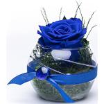 Blaue Moderne Rosen-Te-Amo Duftrosen 