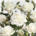 Rosenstock 'Schneewittchen' FloraSelf Rosa 'Schneewittchen' Stammhöhe 90 cm Co 5 L