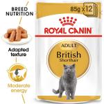 Reduziertes Royal Canin British Shorthair Katzenfutter nass 