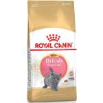 Royal Canin British Shorthair Trockenfutter für Katzen 