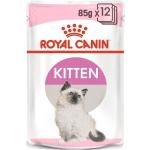 Royal Canin Kitten Katzenfutter nass 