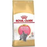 Royal Canin British Shorthair Trockenfutter für Katzen 