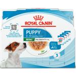 Royal Canin Mini Hundefutter nass 
