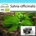 SAFLAX Salbeipflanzen 