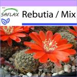 SAFLAX Sukkulentensamen & Kaktus-Samen 