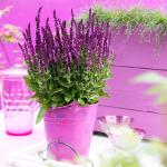 Violette Gärtner Pötschke Salbeipflanzen 