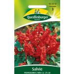 Salvie Feuerzauber | Blumensamen von Quedlinburger