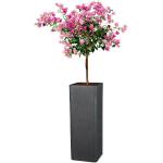 Schwarze 70 cm Scheurich Quadratische Pflanzkübel & Blumentöpfe 70 cm aus Kunststoff frostfest 
