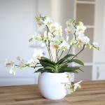 Weiße Gärtner Pötschke Phalaenopsis 