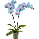 Dehner - Schmetterlingsorchidee Blue Wonder, Phalaenopsis cultivars, hellblaue und pinke Blüten, 50-60 cm, ø Topf 12 cm, Zimmerpflanze