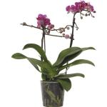 Dunkelrosa FloraSelf Phalaenopsis 