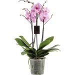 FloraSelf Phalaenopsis 