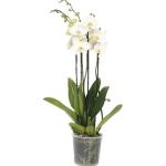 Weiße FloraSelf Phalaenopsis 