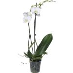 Schmetterlingsorchidee FloraSelf Phalaenopsis multiflora 'Springtime' H 55-70 cm Ø 12 cm Topf 2 Rispen weiß