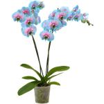 Hellblaue Phalaenopsis 